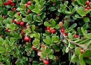 rouge Fleur Bearberry, Kinnikinnick, Manzanita (Arctostaphylos uva-ursi) photo