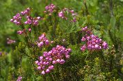 მთის Heather ვარდისფერი ყვავილების