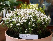 biela Kvetina Hora Vres (Phyllodoce) fotografie