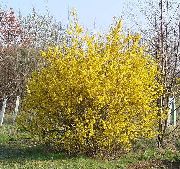 dzeltens Zieds Forsītijas (Forsythia) foto