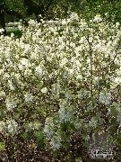 თეთრი ყვავილების Witch მურყანი, Fothergilla  ფოტო
