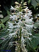 თეთრი ყვავილების ფოტინე (Photinia) ფოტო