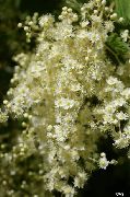 hvid Blomst Creme Bush, Ocean Spray (Holodiscus) foto