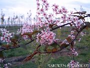 rožinis žiedas Ieva, Vyšnių Slyvų (Prunus Padus) nuotrauka