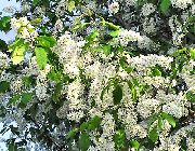 white Bloem Vogelkers, Kerspruim (Prunus Padus) foto