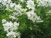 biela Kvetina Perla Bush (Exochorda) fotografie
