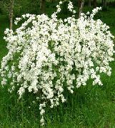 λευκό λουλούδι Μαργαριτάρι Μπους (Exochorda) φωτογραφία