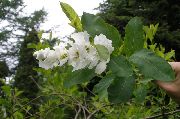 hvid Blomst Perle Bush (Exochorda) foto