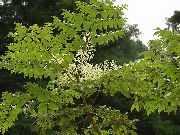 valkoinen Kukka Japanilainen Angelica Tree (Aralia) kuva