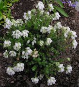 Viski Heath, Zima Heath bijela Cvijet