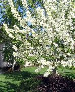 biela Kvetina Jablko Ornamentálne (Malus) fotografie