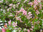 różowy Kwiat Jabłoni Ozdobnych (Malus) zdjęcie