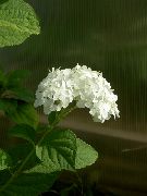 белы Кветка Гартэнзія Дрэвападобная (Hydrangea arborescens) фота