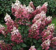 Gren Hortensia, Træ Hortensia pink Blomst