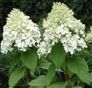 Lata Hortenzie, Strom Hortenzie bílá Květina