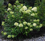 zelená Kvetina Lata Hortenzie, Strom Hortenzie (Hydrangea paniculata) fotografie