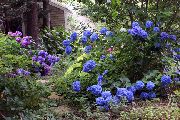 blu Fiore Ortensia Comuni, Bigleaf Ortensia, Ortensia Francese (Hydrangea hortensis) foto