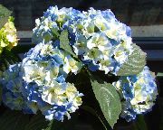jasnoniebieski Kwiat Wspólne Hortensja, Hortensja Bigleaf, Francuski Hortensja (Hydrangea hortensis) zdjęcie