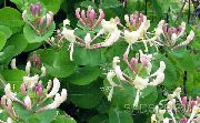 sārts Zieds Sausserdis (Lonicera caprifolium) foto