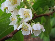 alb Floare Kolomikta Viță, Vie Kiwi, Arctic Kiwi Frumusete (Actinidia kolomikta) fotografie