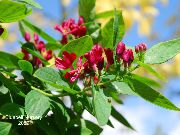 Madressilva Tatarian vermelho Flor