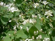 biały Kwiat Tatarian Wiciokrzew (Lonicera tatarica) zdjęcie
