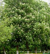valkoinen Kukka Hevoskastanja, Hevoskastanja Puu (Aesculus hippocastanum) kuva
