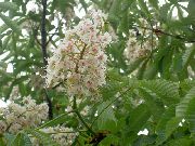 branco Flor Castanha, Árvore Conker (Aesculus hippocastanum) foto