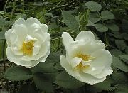 Rosa white Bloem