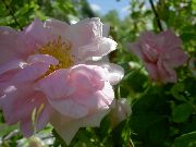 ვარდისფერი ყვავილების Rosa  ფოტო