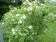 różowy Kwiat Rosa  zdjęcie