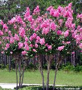 розе Цвет Црапе Мирте, Креп Мирта (Lagerstroemia indica) фотографија