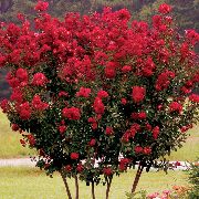 röd Blomma Sorgflor Myrten, Crepe Myrten (Lagerstroemia indica) foto