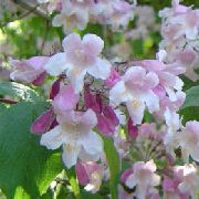 Güzellik Berry pembe çiçek