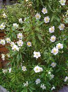 Bush Anemone, Tree Anemone hvit Blomst
