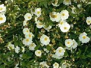 bijela Cvijet Stijena Ruža, Sunce Izašlo (Cistus) foto