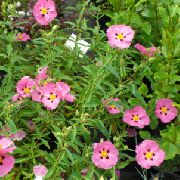 Ладаннік (Цистус) рожевий Квітка