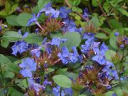 azul escuro Flor Leadwort, Resistente Plumbago Azul (Ceratostigma) foto