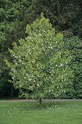 biela Kvetina Holubica Strom, Strom Duch, Vreckovku Strom (Davidia involucrata) fotografie