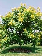 sárga Virág Arany Eső Fa, Panicled Goldenraintree (Koelreuteria paniculata) fénykép