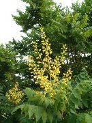 žuti Cvijet Zlatna Kiša Stabla, Panicled Goldenraintree (Koelreuteria paniculata) foto