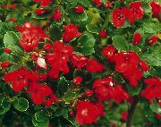 kırmızı çiçek Escallonia (Escallonia macrantha) fotoğraf