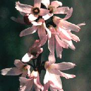 sārts Zieds Balts Forsītijas, Korejiešu Abelia (Abeliophyllum distichum) foto