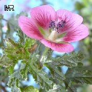 rosa Flor Cape Malva (Anisodontea capensis) foto