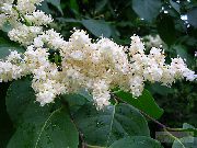 vit Blomma Syringa Amurensis  foto
