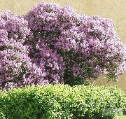 იასამნისფერი ყვავილების Hungarian იასამნისფერი (Syringa josikaea) ფოტო
