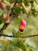 ვარდისფერი ყვავილების Spindle ხე (Euonymus) ფოტო