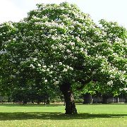 бял Цвете Южните Каталпа, Catawba, Индийски Боб Дърво (Catalpa bignonioides) снимка