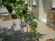blu  Dorato Goccia Di Rugiada, Fiore Cielo, Piccione Bacca (Duranta erecta, Duranta plumieri) foto