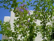 açık mavi  Altın Çiy Damlası, Gökyüzü Çiçek, Güvercin Berry (Duranta erecta, Duranta plumieri) fotoğraf